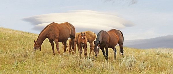 Current AQHA Website Issues and Help Resources