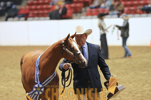 WCHA Welcomes Back Junior Weanling World Championship Classes