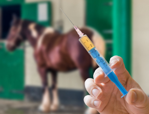 Discuss Influenza Vaccinations With Your Vet