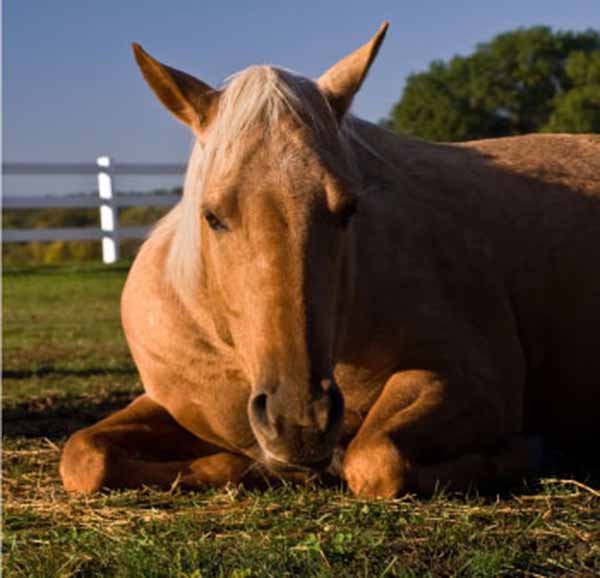 Take the Quiz: How Will Your Horse’s Risk of Colic Change This Spring?