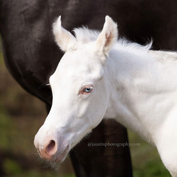 EC Foal Photo of the Day- Whiteout!