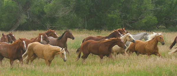 50-Year-Breeders: An AQHA Legacy