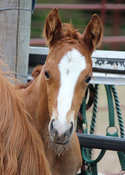 EC Foal Photo of the Day- Milk Mustache!