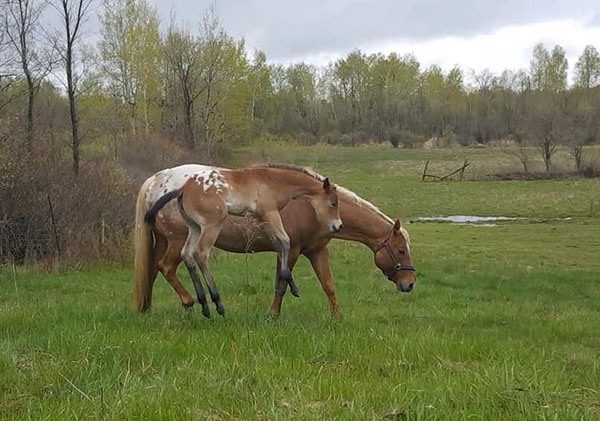 EC Foal Photo of the Day- Spring Into Summer!