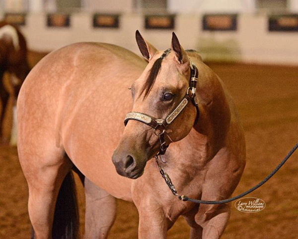 Enroll Foals For NSBA SIF and BCF and Nominate Stallions by May 15th
