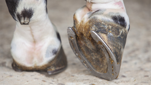 No Hoof, No Horse: Laminitis Treatment and Prevention