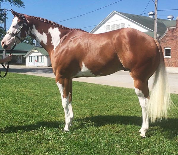 May Internet Horse Auction Closes May 2nd