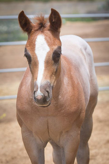 EC Foal Photo of the Day- What Color Will I Be?