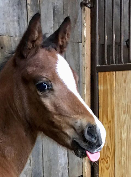 EC Foal Photo of the Day- Cheeky Colt