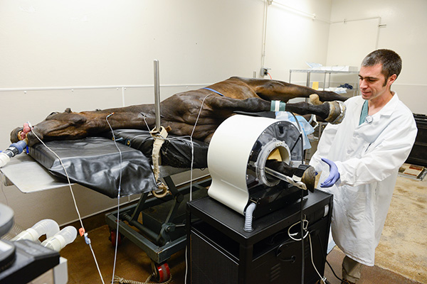 UC Davis PET Research to Improve Horse Safety and Welfare