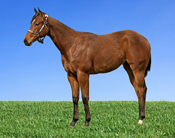 Bidding Closes May 15th For Performance and Halter Yearlings