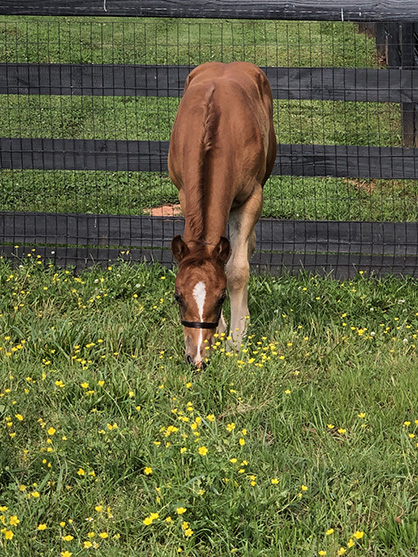 EC Foal Photo of the Day- Summertime Snack