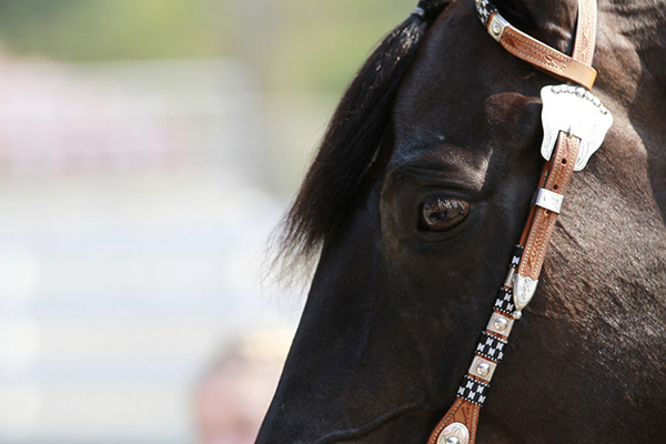 Study Shows Effect of Lockdown on Horses and Owners