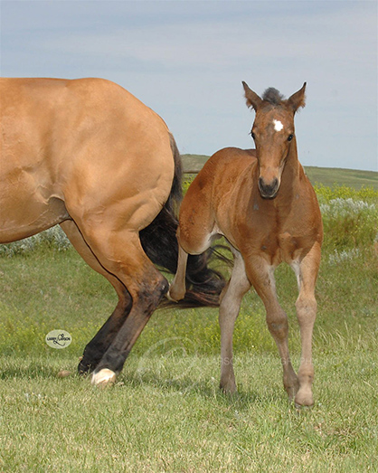 EC Foal Photo of the Day- Feisty Foal