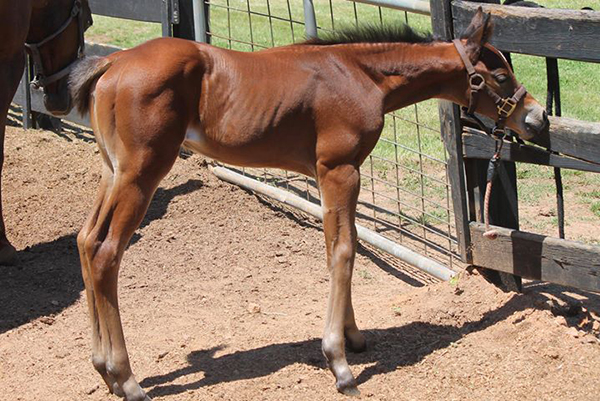 EC Foal Photo of the Day- Long-Legged Lovely