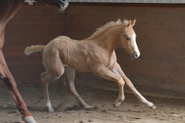 EC Foal Photo of the Day- Ready and Raring to Go!