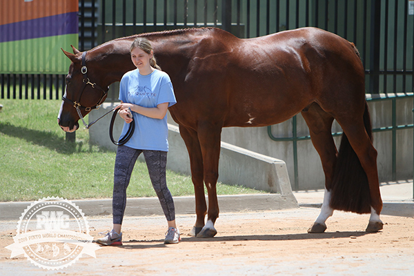 Around the Ring Photos and Results- Pinto World Show- June 18th