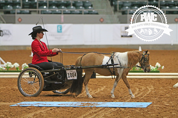 Around the Ring Photos and Results- Pinto World Show- June 13th