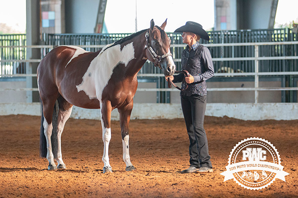 Around the Ring Photos and Results- Pinto World Show- June 20th