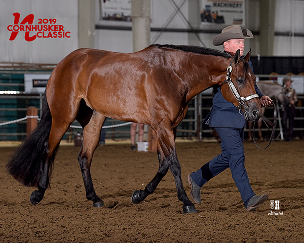 More Around the Ring Photos- Cornhusker Classic