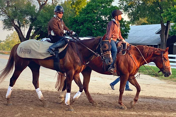 American Quarter Horse Helped Japanese Racehorse to Fifth Place Finish in Belmont Stakes