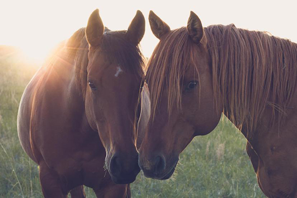 AQHA Photo Calendar Contest