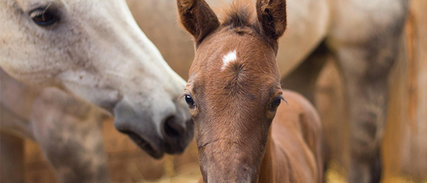 2018 AQHA Foundation Annual Report is Now Available