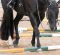 Step By Step – Setting Your Practice Trail Course for Success in the Pen Step By Step – Setting Your Practice Trail Course for Success in the Pen