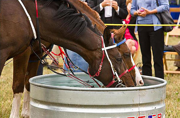 Warning of Horse and Livestock Heat Stress Dangers as Temperatures Rise