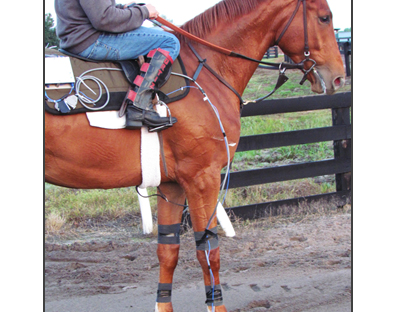 Researchers Study Interaction Between the Horse’s Hoof and the Ground