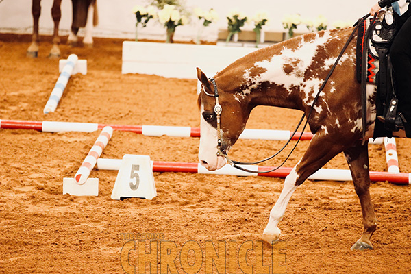 Around the Rings 2019 APHA World- 9/22