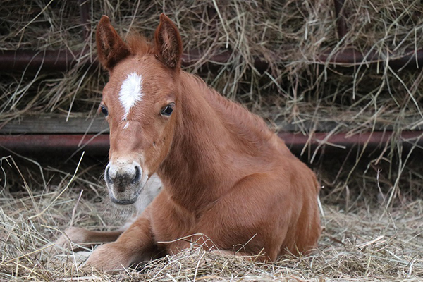 AQHA Foundation Awards 40 Equine Assisted Activities and Therapies Grants