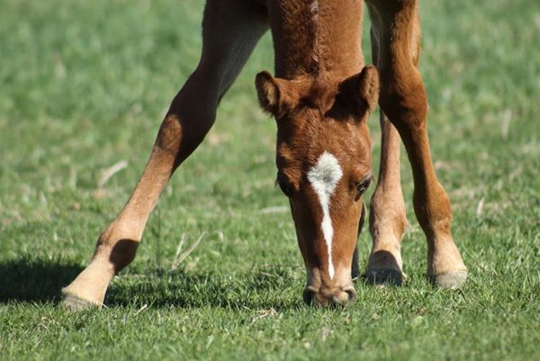 New SSA Weanling Halter Incentive at 2019 World Championship Appaloosa Show