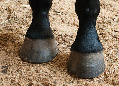 Asymmetry in the Horse