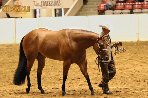 EC TV- Grand Champion Gelding