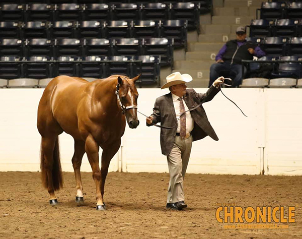 2019 QH Congress- Amateur Halter Geldings