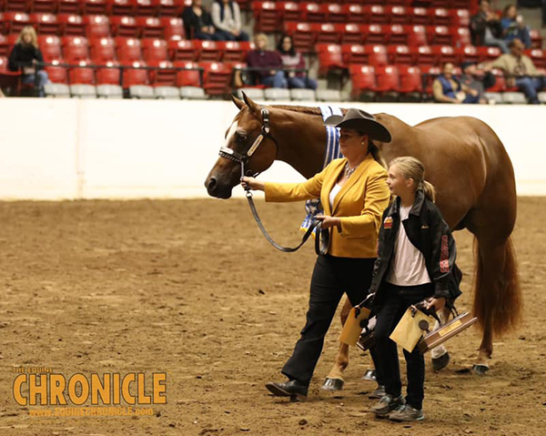 2019 QH Congress- Amateur Aged Geldings