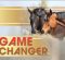 Game Changer – Researcher Employs Drug-Free Estrus Suppression For Mares Game Changer – Researcher Employs Drug-Free Estrus Suppression For Mares