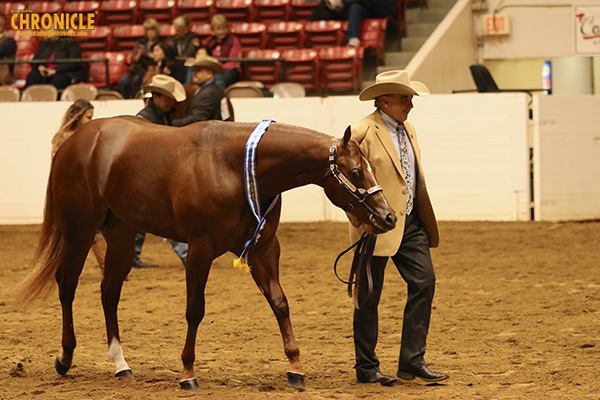 2019 QH Congress- Open Halter Stallions