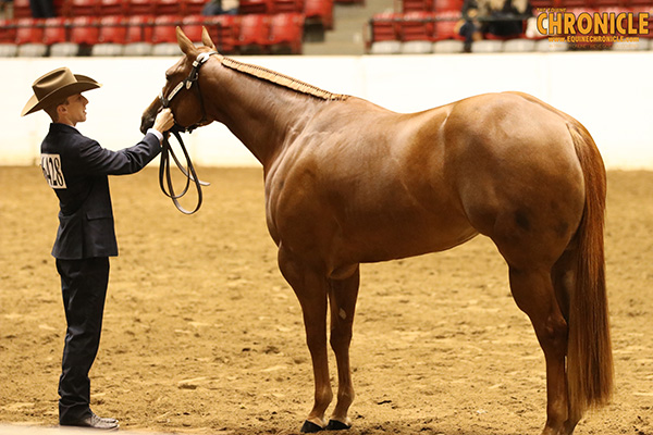 EC TV- Youth Grand Champion Mare