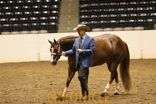 AQHA Modifies “Safety Lead” Rule For Halter Competition