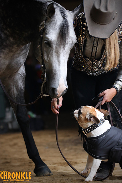 Does Your Dog Understand How You Feel After a Bad Ride? New Study Sheds Light