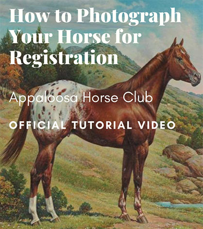 APHC Video Tutorial- How to Properly Photograph Your Horse For Registration