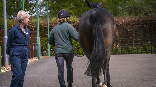 International Lameness Specialist Presents Online Educational Course