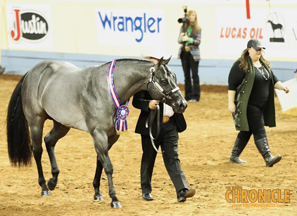 Robertson, Turner, Ross Crowned Performance Halter World Champions