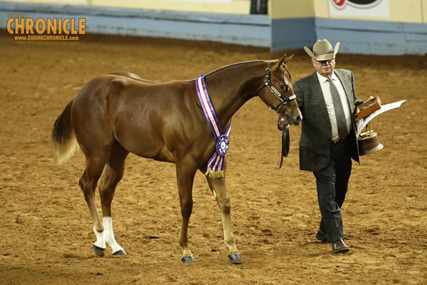 2019 AQHA World- Amateur Weanling Geldings, Weanling Fillies, Yearling Geldings