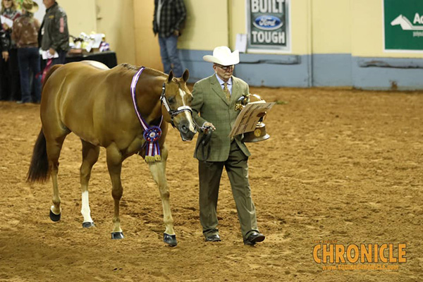 2019 AQHA World- Performance Geldings