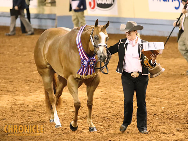 2019 AQHA World- Amateur Halter