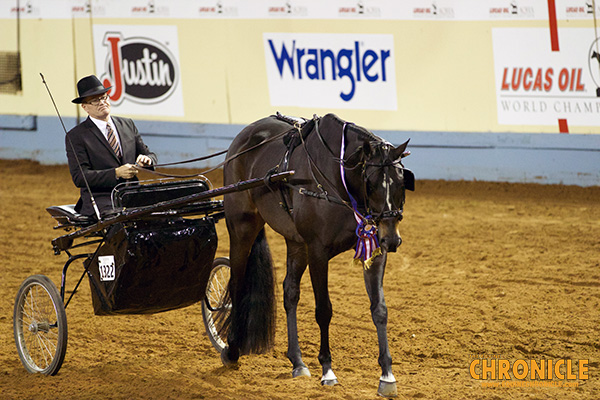 2019 AQHA World- Senior Pleasure Driving