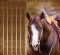 Sea Ridge Farms Proudly Introduces AQHA Stallion – Fortunateson Sea Ridge Farms Proudly Introduces AQHA Stallion – Fortunateson